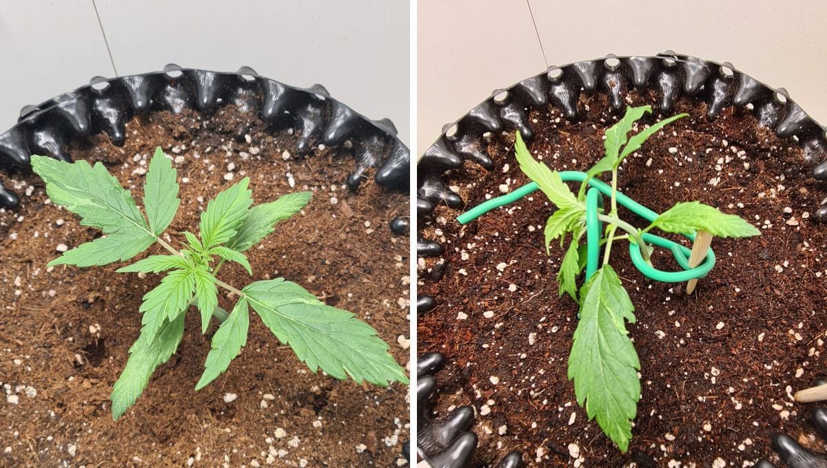 Super Lemon Haze Auto cannabis strain: early veg | week 2 | a small not very healthy-looking autoflower before and after the first round of LST