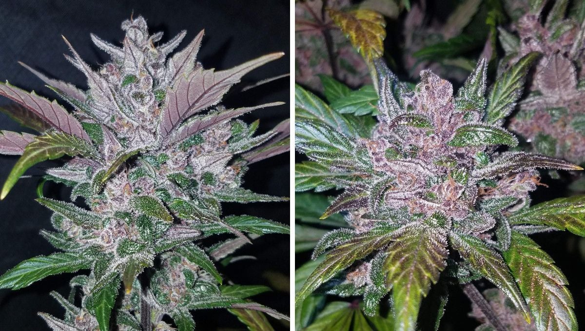 LSD-25 Auto Cannabis Strain Week-by-Week Guide | Fast Buds