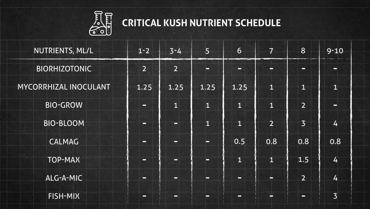 Critical Kush Auto cannabis strain: feeding chart for the vegetative and flowering stage