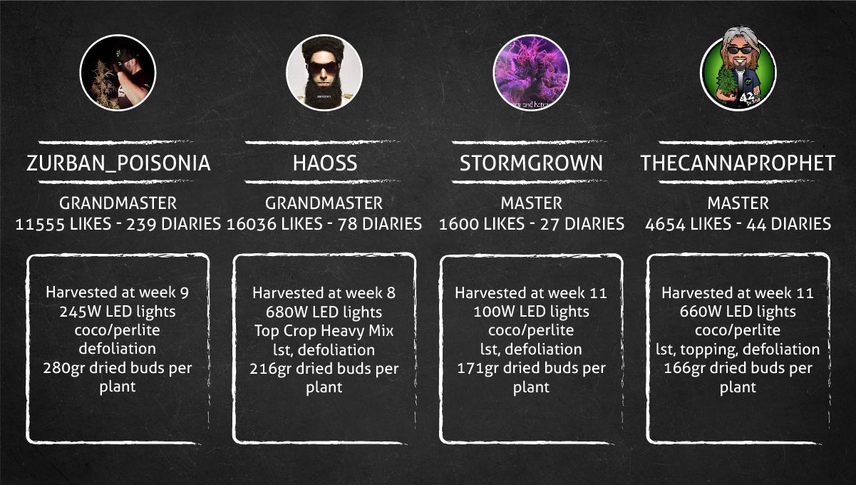 Gorilla Z Auto cannabis strain: outcome