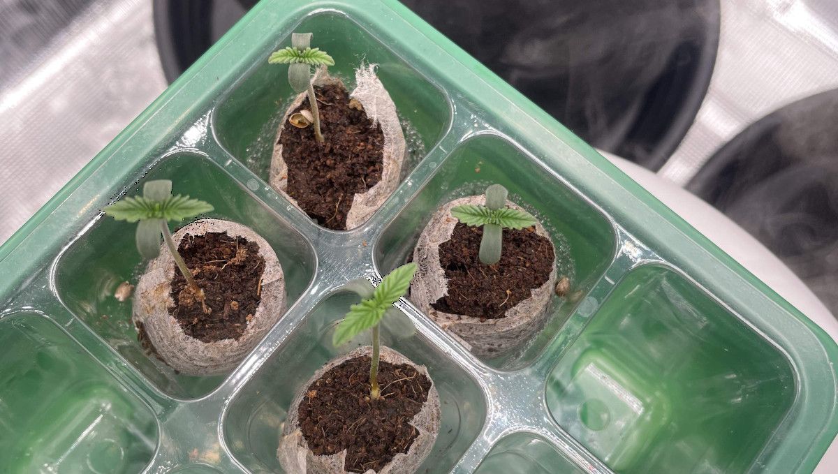 Banana Purple Punch Auto cannabis strain: germination and seedling stage | week 1 | small seedlings in jiffy plugs