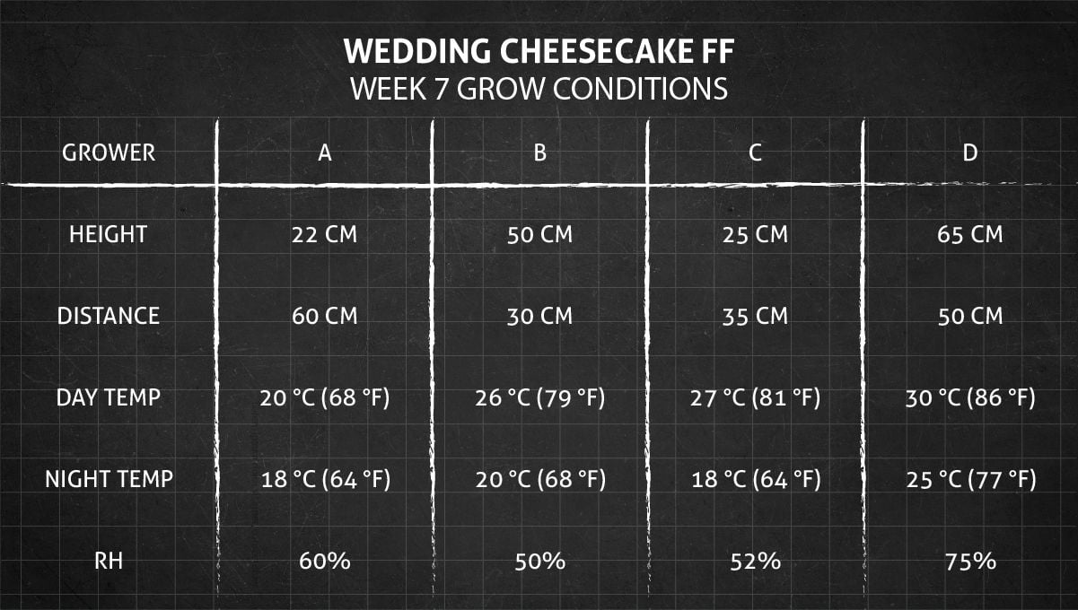 Wedding Cheesecake FF cannabis strain: week 7 grow conditions Wedding Cheesecake FF cannabis strain: week 7 grow conditions