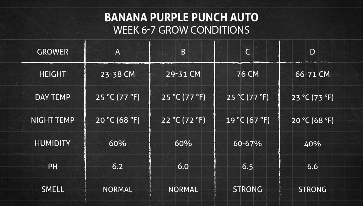 Banana Purple Punch Auto cannabis strain: weeks 6-7 grow conditions