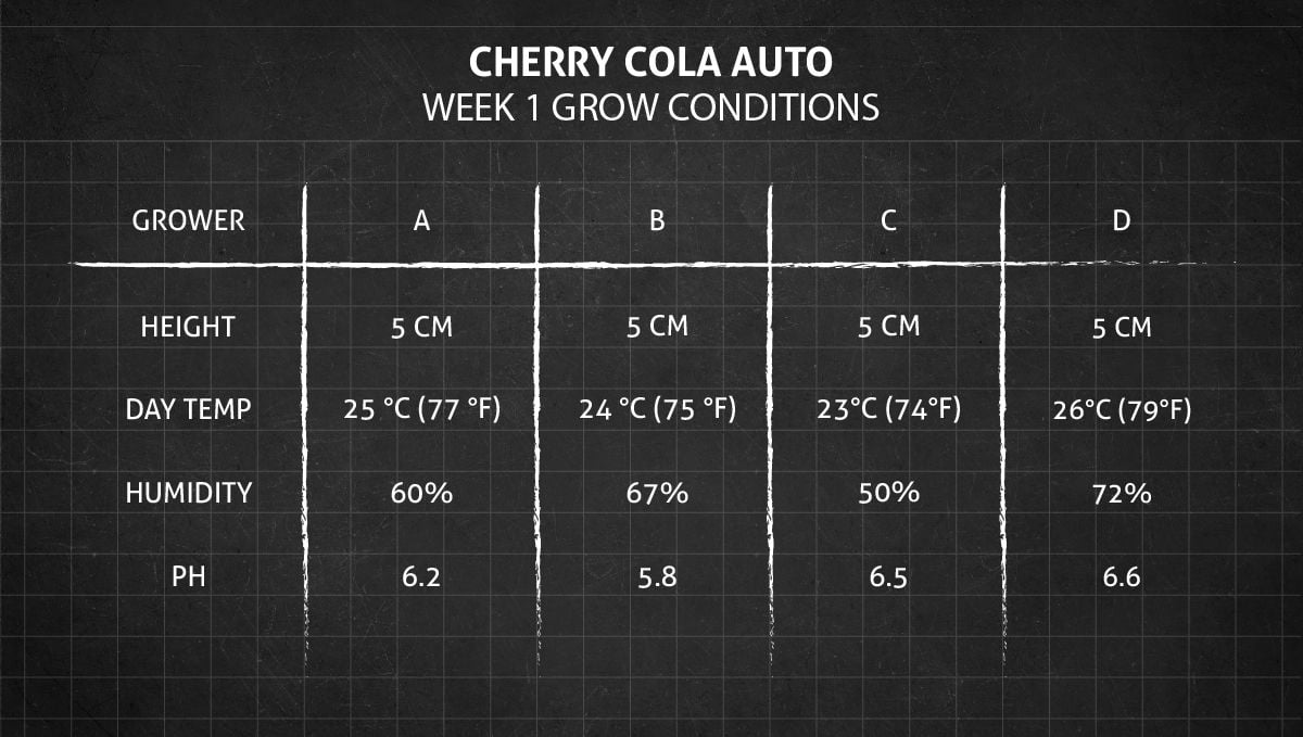 Cherry Cola Auto cannabis strain: week 1 grow conditions