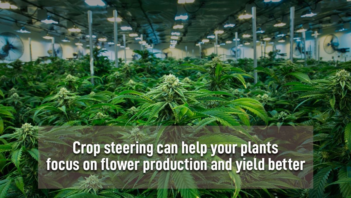 Regulate cannabis growth with crop steering: flowering growth
