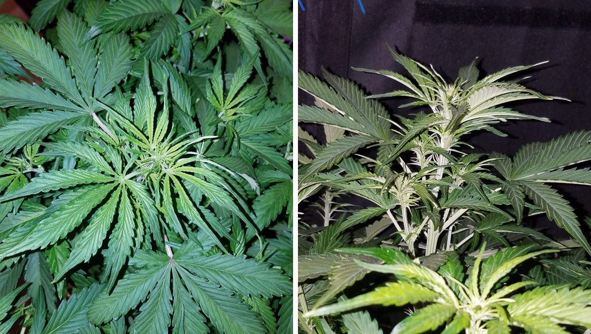 Six Shooter Auto cannabis strain: transition (pre-flower) | week 5 | the yellowish to of an auto as it begins to flower and a side view of its first flowers
