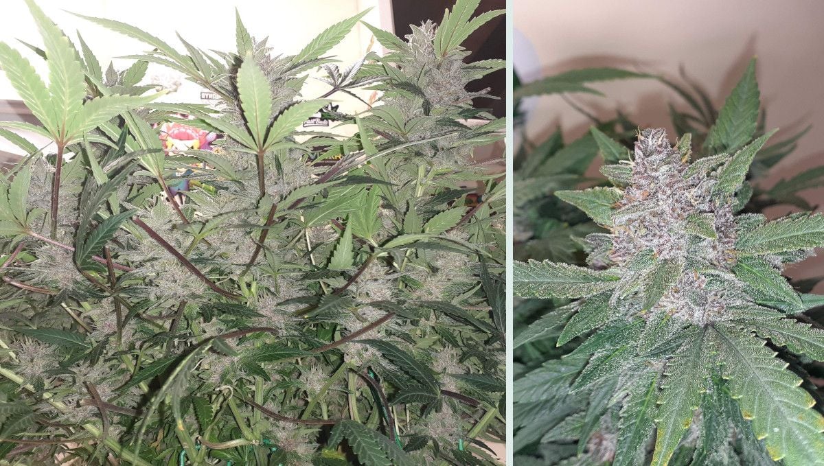 Tropicana Cookies Auto cannabis strain: ripening and harvest | week 10 | an under-the-canopy look of a mature indoor autoflower and a closeup of a light-purple and frosty bud
