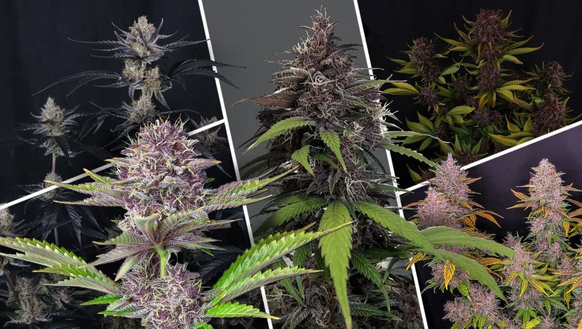 What Makes A Great Purple Strain? What Makes A Great Purple Strain?