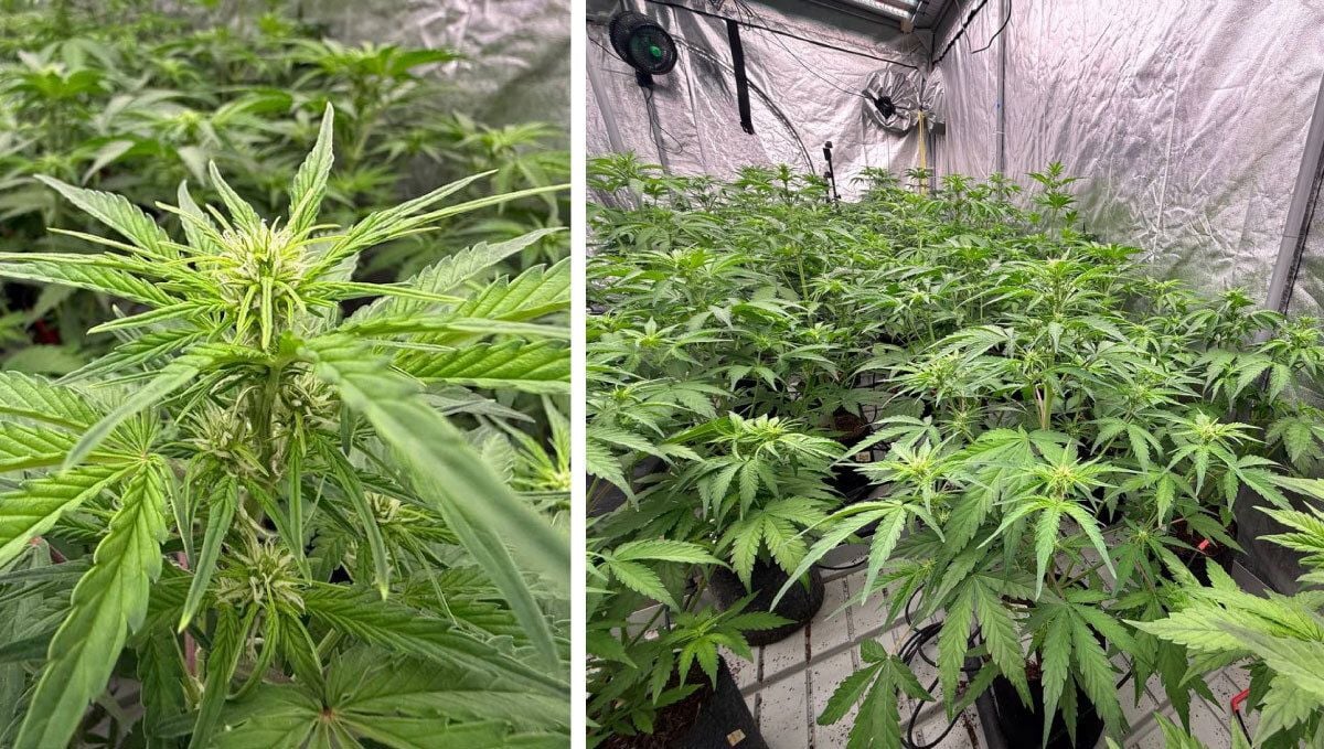 Ready plants to pollination 