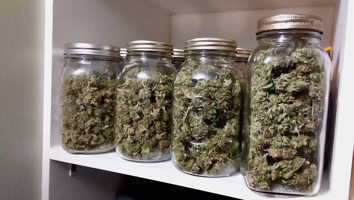 OG Kush Auto: curing OG Kush Auto: curing