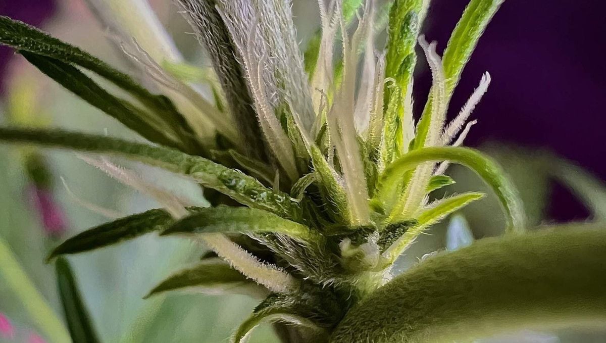 Strawberry Gorilla Auto Cannabissorte: Übergang (Vorblüte) | Woche 5 | die ersten Blüten, die an einem Knoten wachsen.
