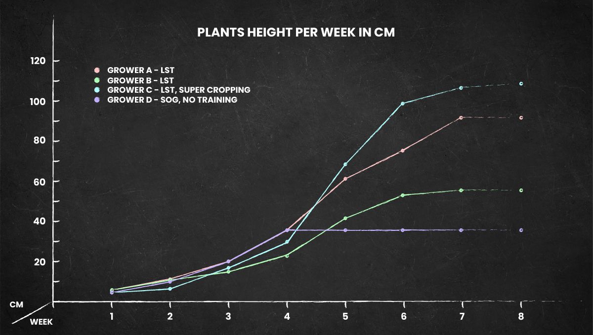 Gorilla Punch Auto cannabis strain: height chart for the whole life cycle