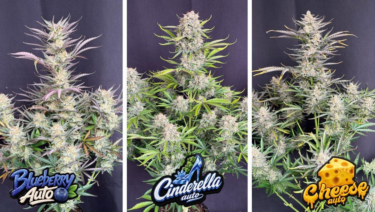 Collage2 (4).jpg Blueberry Auto, Cinderella Auto, Cheese Auto