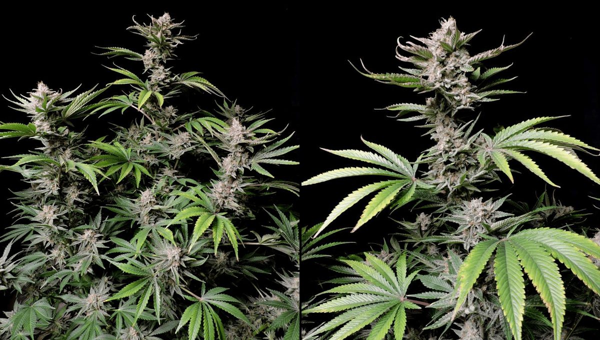 The top 5 best hybrid autoflower strains: cherry cola auto The top 5 best hybrid autoflower strains: cherry cola auto