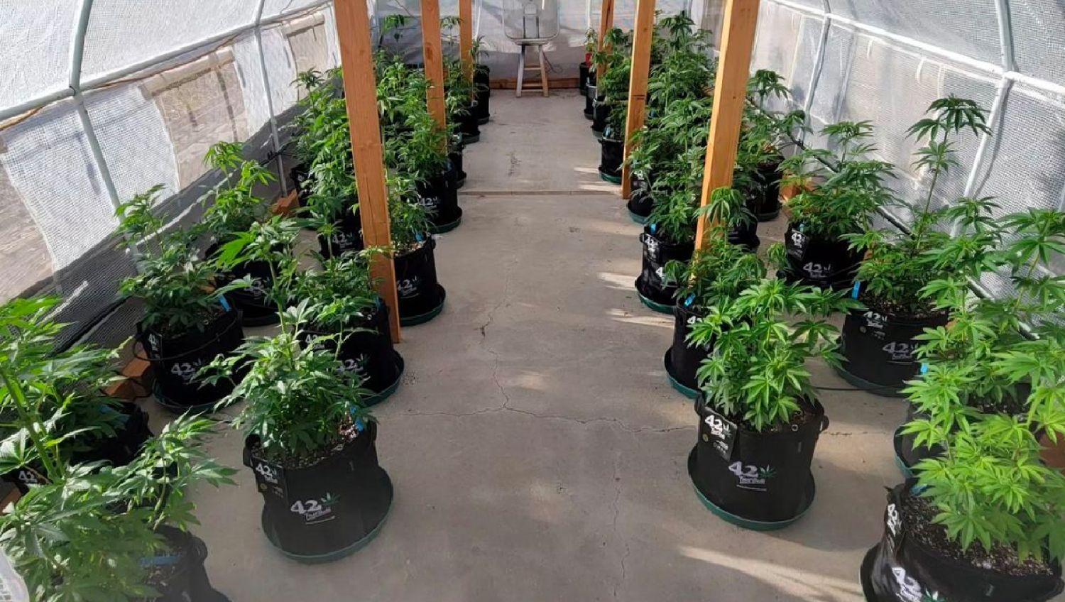 Why autos are the best choice for american home growers: small-scale and discreet cultivation Why autos are the best choice for american home growers: small-scale and discreet cultivation