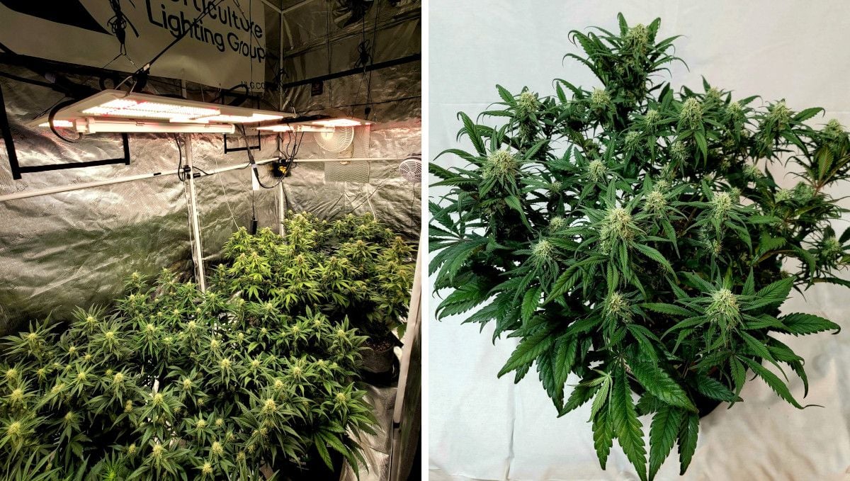 Gorilla Z Auto cannabis strain: early flower | weeks 6-7 | a large indoor grow tent with many autos at different stages of flowering and one of those plants - low-stress trained and compact