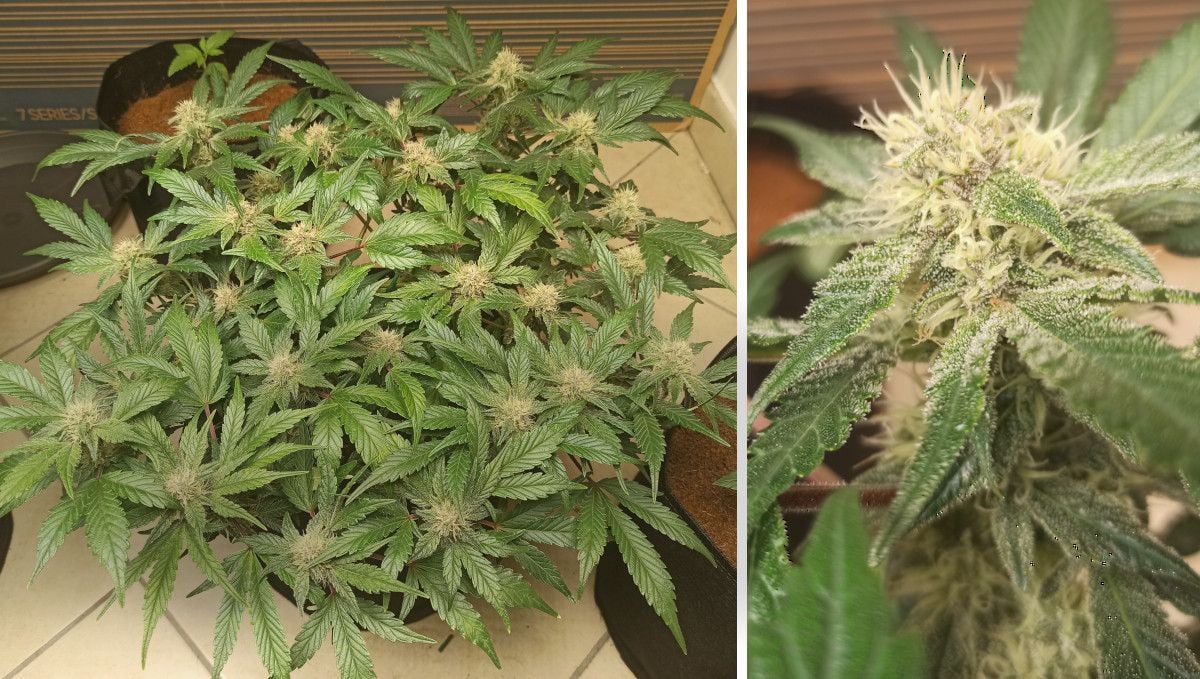 Purple Punch Auto Cannabis Strain Week-by-Week Guide: A trained indoor cannabis bush with lots of colas and a closup of a frosty nugget with white pistils