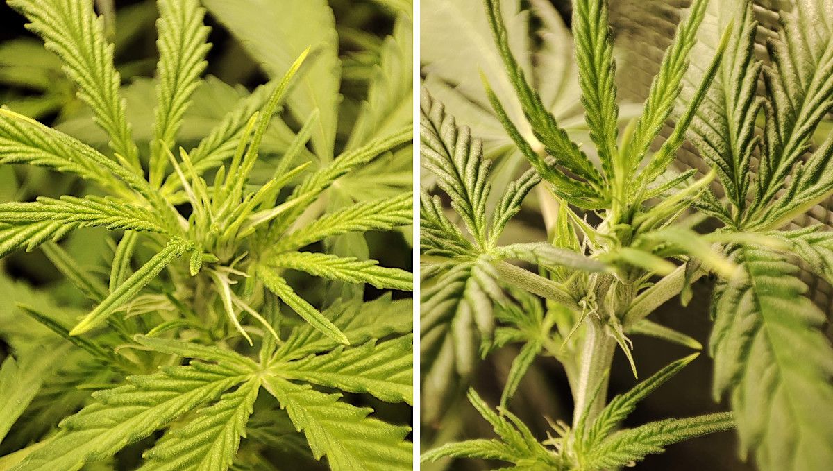 Strawberry Cheesecake Auto cannabis strain: transition (pre-flower) | week 5 | plant tops as they develop the first female hairs