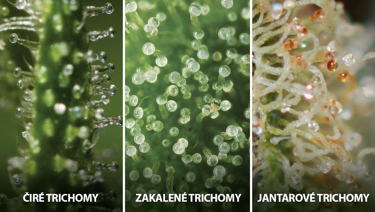 Samonakvétací konopí: stavy trichomů