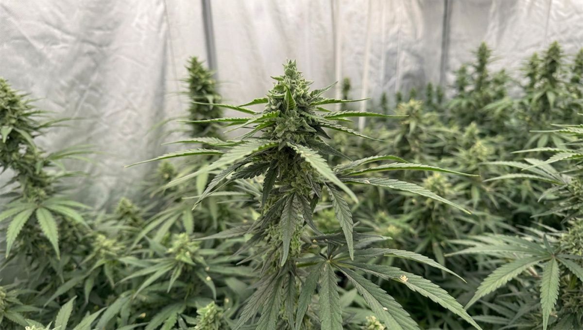 12.jpg Pollinisation des Gorilla Cookies