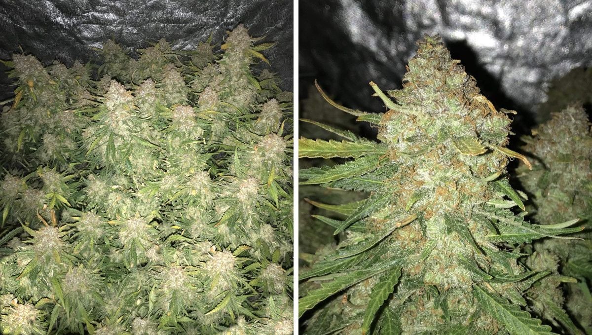 Cream Cookies Auto cannabis strain: ripening and harvest | weeks 10 | an exceptionally productive indoor autoflower with a huge number of colas and a closeup of one of them