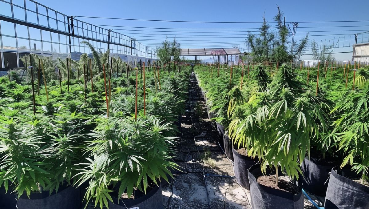 Those who grow cannabis must maintain a secure garden that is not accessible to others.