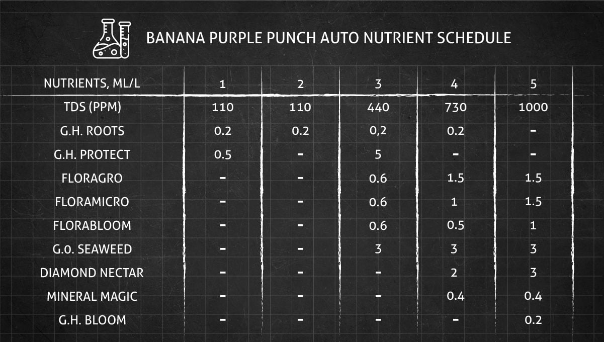 Banana Purple Punch Auto cannabis strain: veg nutrient schedule
