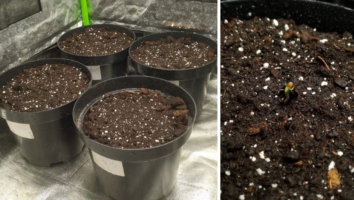 Strawberry Gorilla Auto Cannabissorte: Keimung und Keimlingsphase | Woche 1 | Vier 3-Liter-Anzuchttöpfe in einem Grow-Zelt und ein Cannabiskeimling