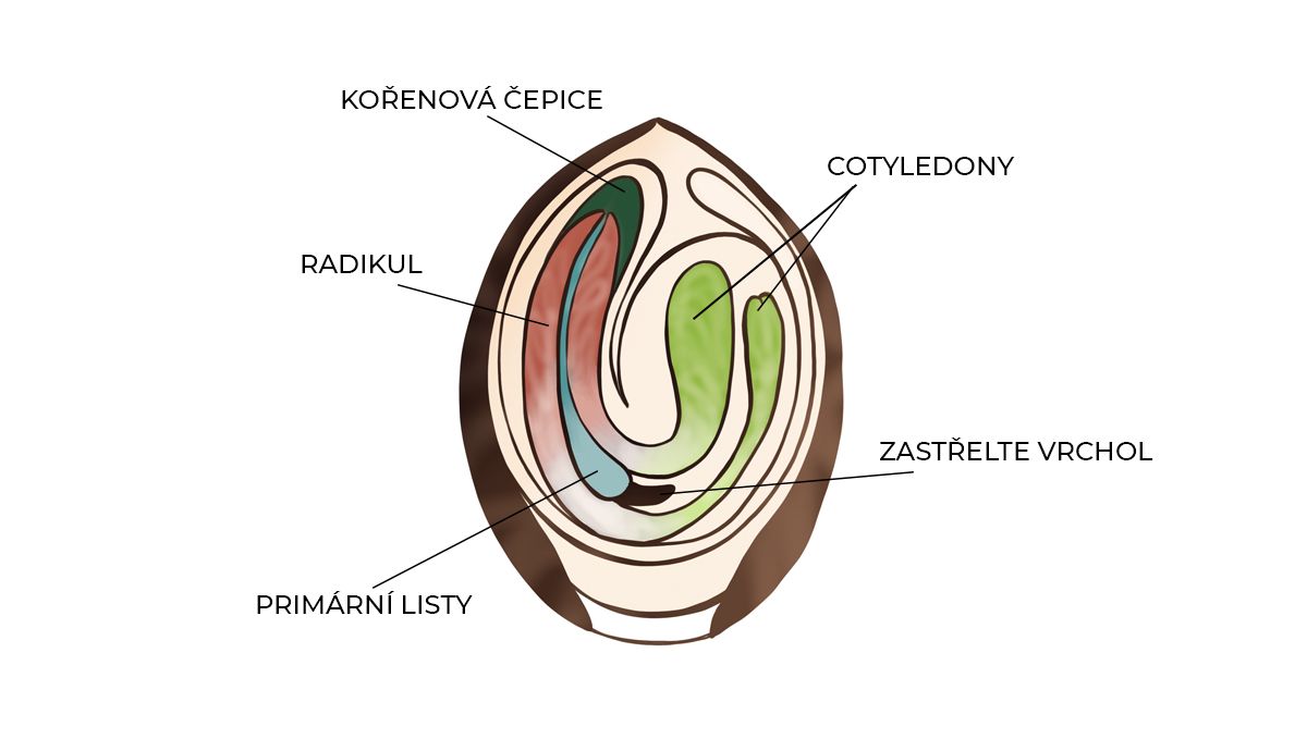 Průvodce klíčením: anatomie semene Průvodce klíčením: anatomie semene
