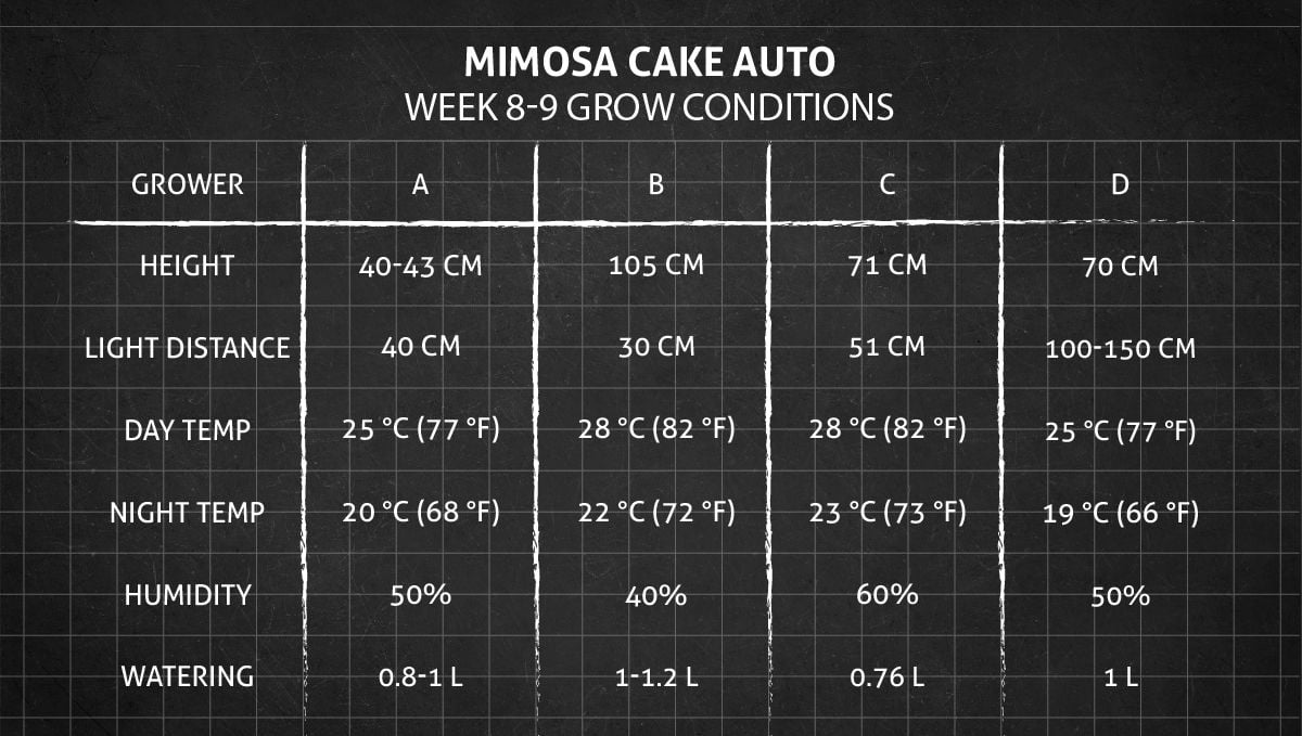 Mimosa Cake Auto cannabis strain: weeks 8-9 grow conditions