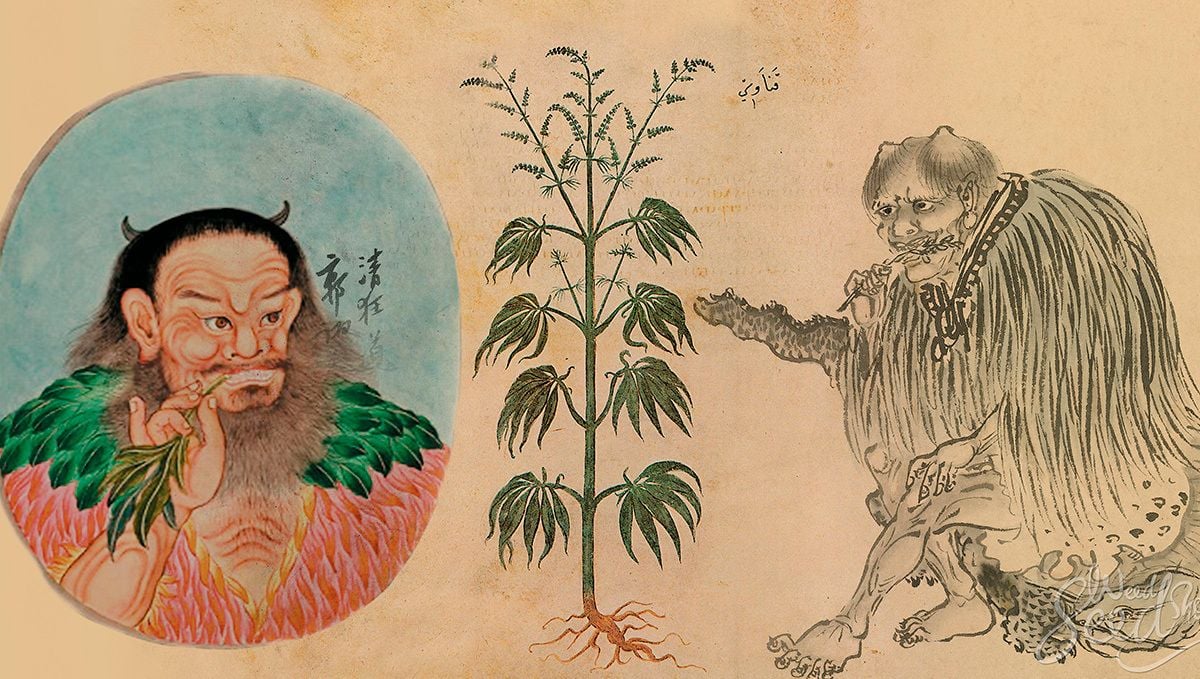Cannabis and coffee: the history of cannabis and coffee