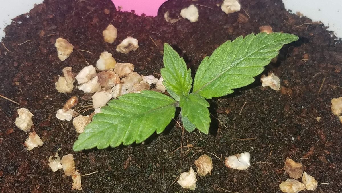 Blackberry Auto cannabis strain: germination and seedling stage | week 1 | about 7 days old Blackberry Auto cannabis strain: germination and seedling stage | week 1 | about 7 days old