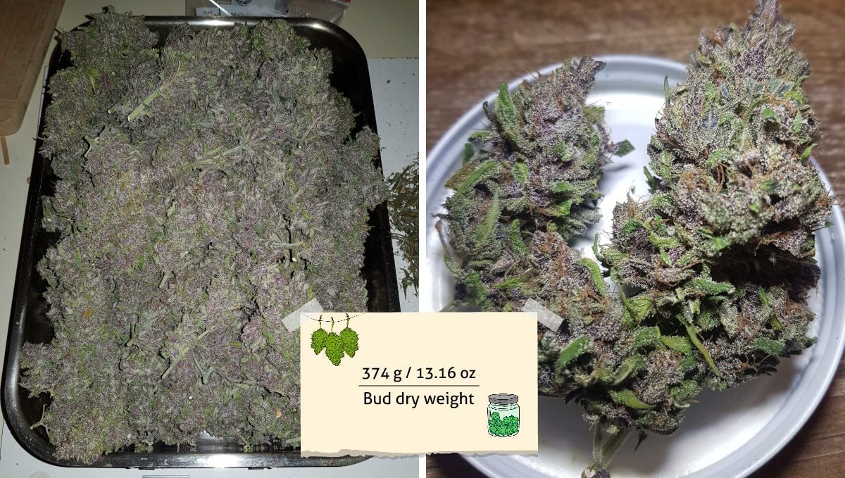 LSD-25 Auto cannabis strain outcome: a heap of light-purple buds on a tray and a closeup of two of these buds on a jar lid