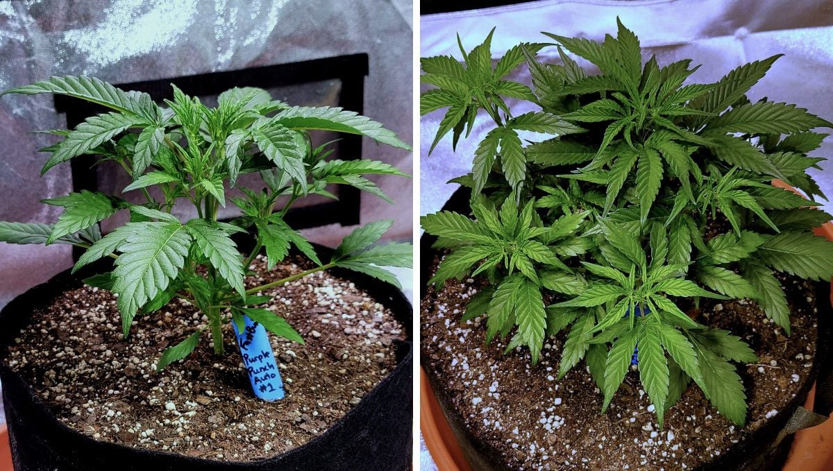 Purple Punch Auto Cannabis Strain Week-by-Week Guide: A side-by-side comparison of two 4-week-old weed plants, one tall and lanky, and the other stocky and bushy