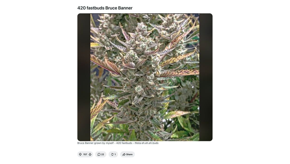 Bruce Banner