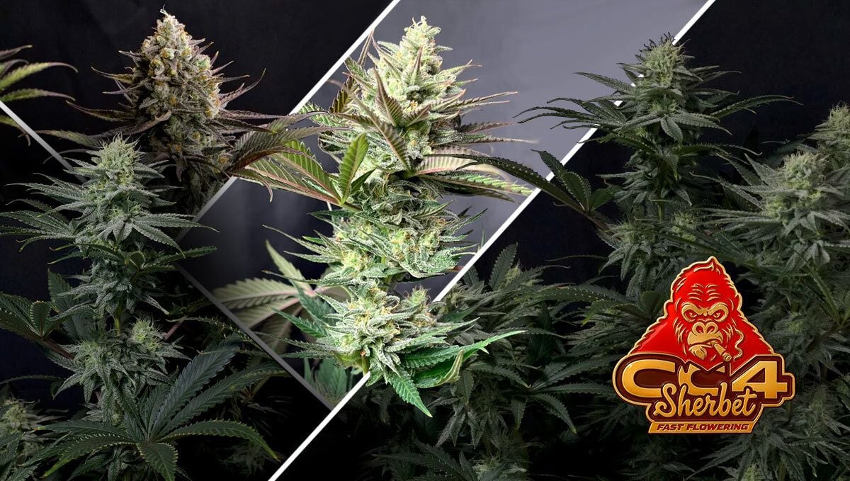 GG#4 Sherbet FF