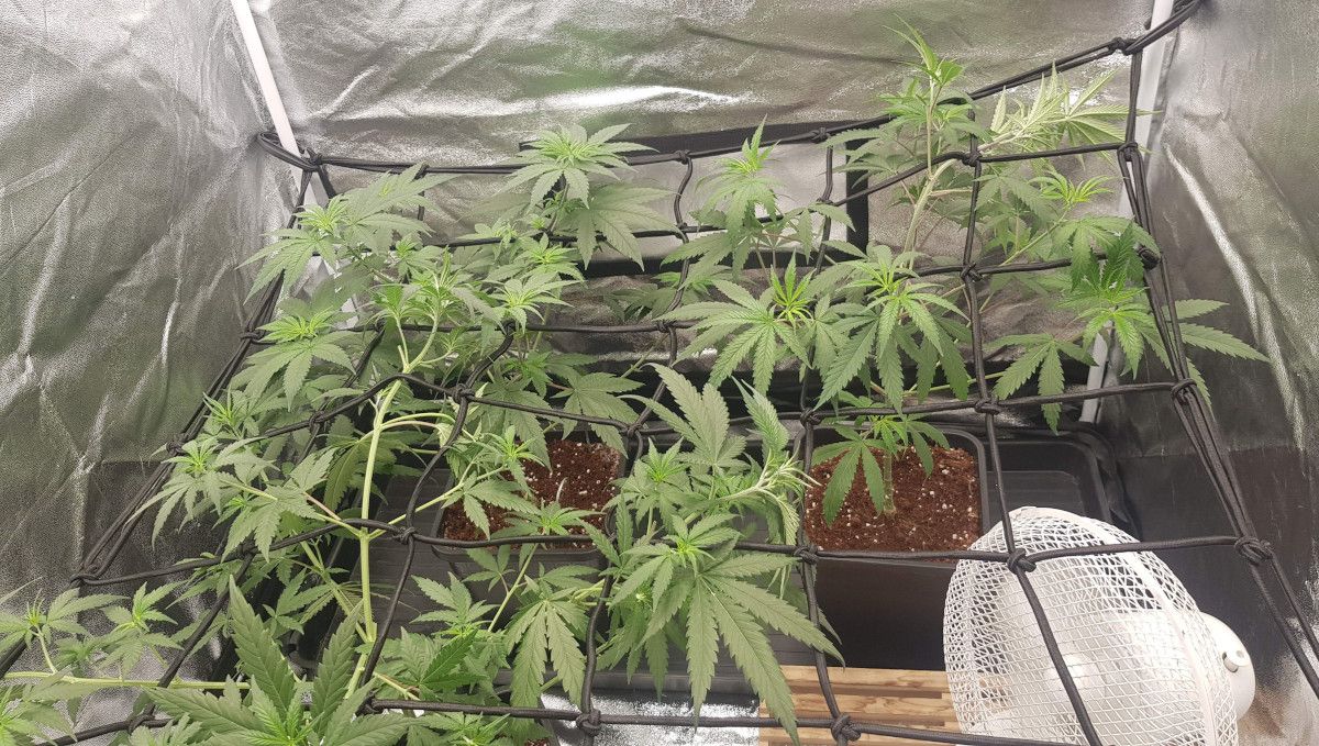 Wedding Cheesecake FF cannabis strain: mid veg | weeks 3-6 | a few lanky, open-structured indoor plants trained with a ScrOG net Wedding Cheesecake FF cannabis strain: mid veg | weeks 3-6 | a few lanky, open-structured indoor plants trained with a ScrOG net
