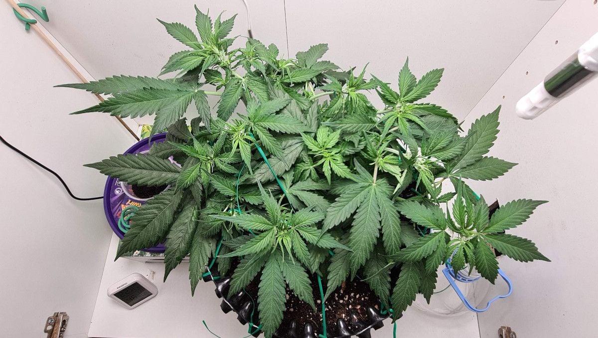 Super Lemon Haze Auto cannabis strain: transition (pre-flower) | week 5 | a medium-sized indoor autoflower with a short and flat canopy