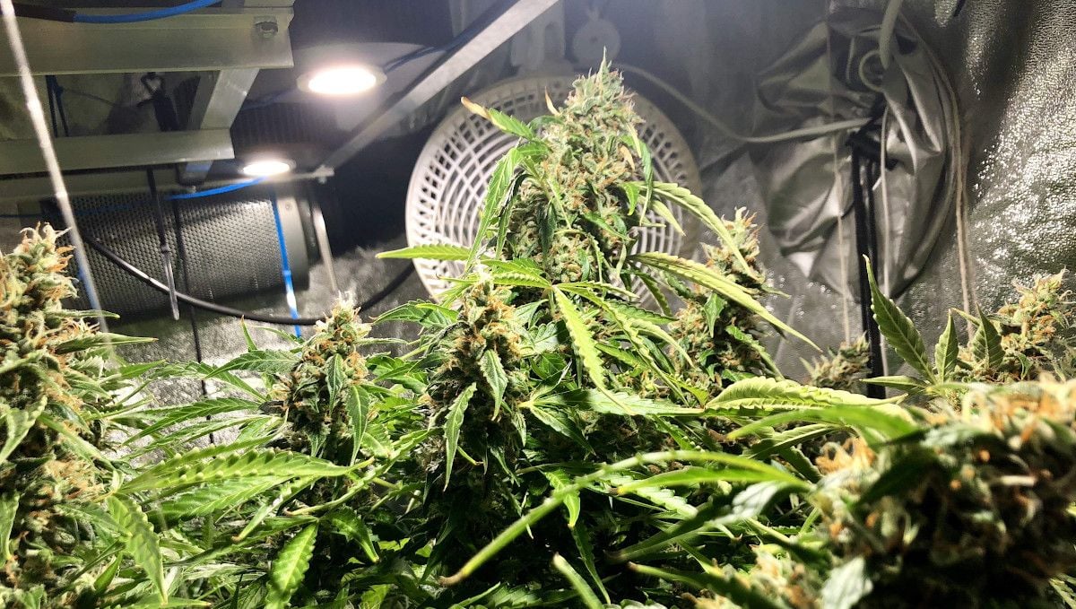 Blueberry Cheese Auto cannabis strain: ripening and harvest | weeks 10 | a maturing autoflower in a grow tent