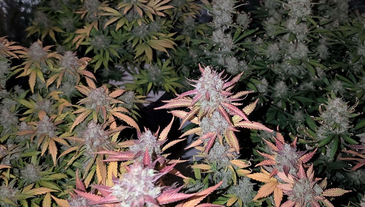 391.jpg Gorilla Cookies Auto