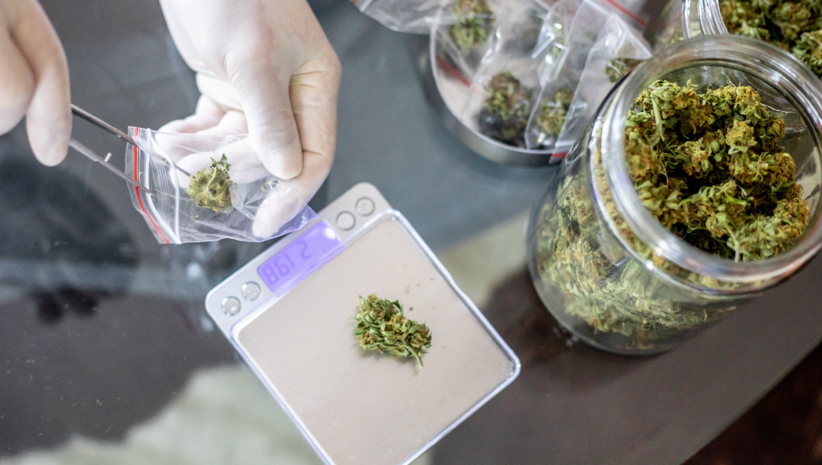 Louisiana Legalizes Smokable Form of Medical Marijuana: Jars full of dry cannabis flowers and gloved hands weighing a bud on small desktop scales