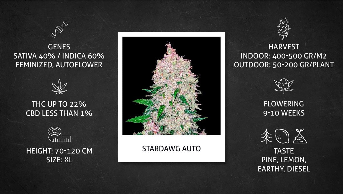 Stardawg Auto cannabis strain: specs sheet Stardawg Auto cannabis strain: specs sheet