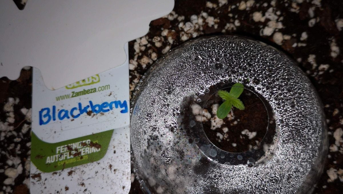 Blackberry Auto cannabis strain: germination and seedling stage | week 1 | under a cut-off plastic bottle serving as a humidity dome Blackberry Auto cannabis strain: germination and seedling stage | week 1 | under a cut-off plastic bottle serving as a humidity dome
