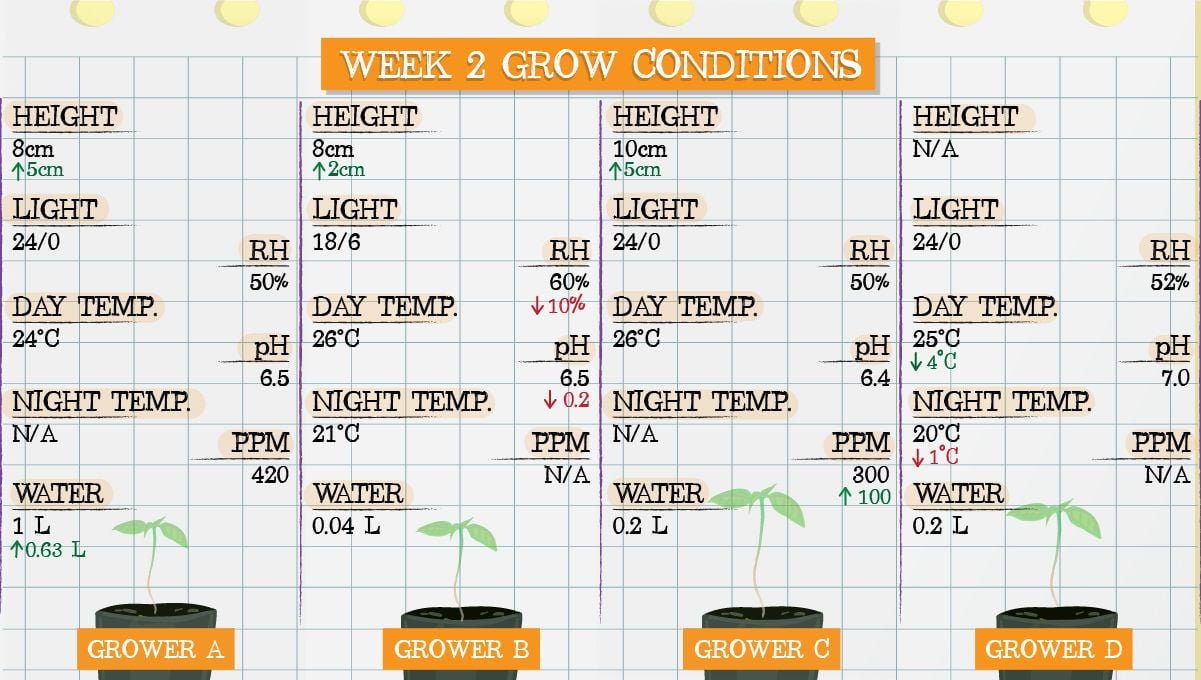 Gelato Auto Cannabis Strain Week-by-Week Guide: Grow conditions in week 2