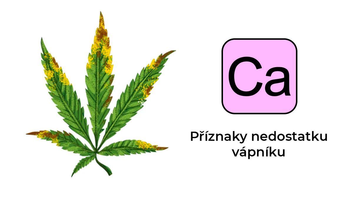 Nedostatek konopných živin: vápník
