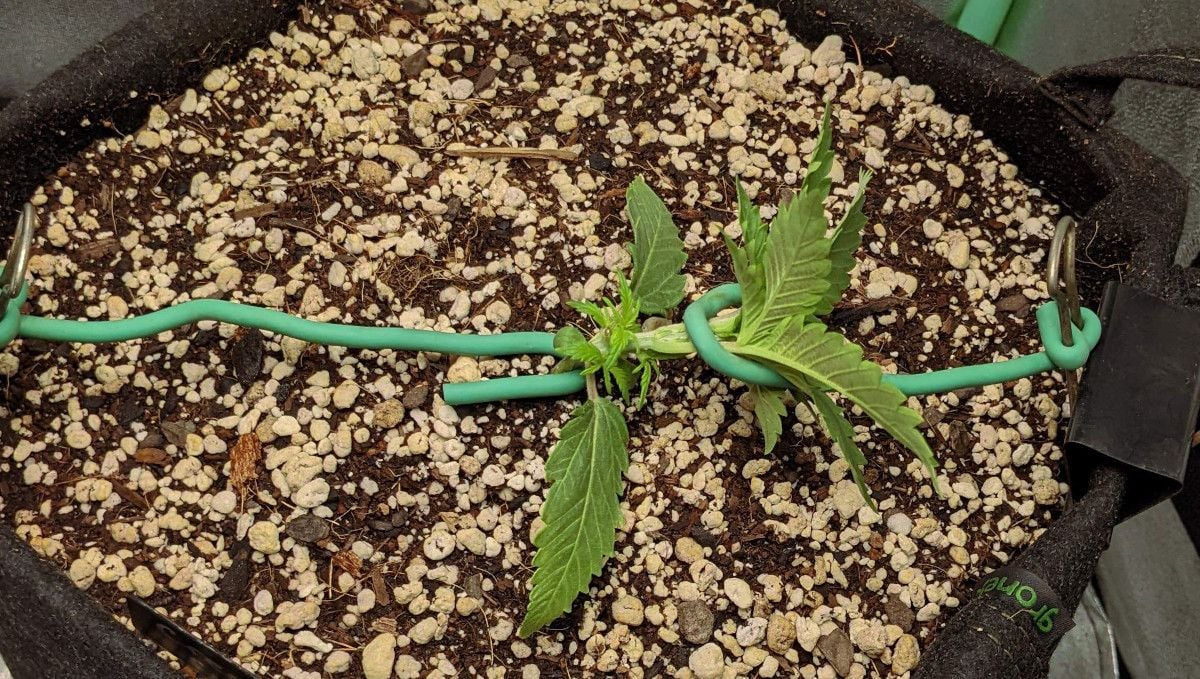 Cream Cookies Auto cannabis strain: early veg | week 2 | a young weed plant tied down and secured with thick wire