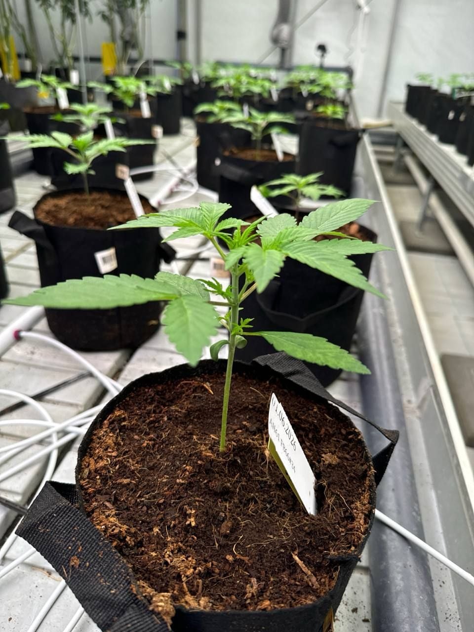 Cherry Cola Auto RF3