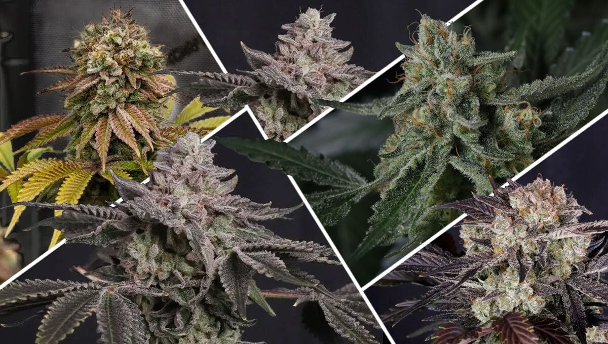 What Makes a Strain Great for Cold Climates?
