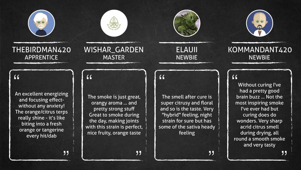 Tangerine Dream Auto cannabis strain: smokers’ quotes