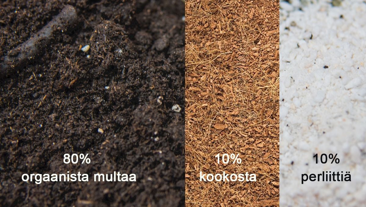 Paras multasekoitus aloittelijoille